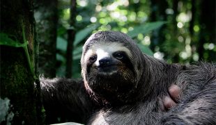 Zoonoses de Peruíbe faz resgate, atendimento e soltura de bicho-preguiça
