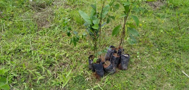 plantio de mudas nativas para a recuperação florestal