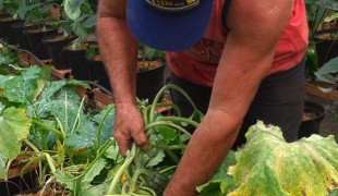 Agricultura familiar gera renda e agrega qualidade aos alimentos