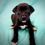 Peruíbe promove feira para adoção de animais, neste sábado (23)