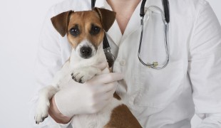 Inscrição para castração de cães e gatos está encerrada neste primeiro semestre
