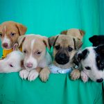 Prefeitura realiza feira de adoção de cães e gatos neste domingo (21)