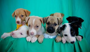 Prefeitura realiza feira de adoção de cães e gatos neste domingo (21)