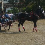 Centenas de pessoas participam do 19º Desfile de Cavalos e Charretes em Peruíbe