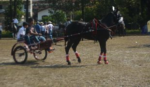 Centenas de pessoas participam do 19º Desfile de Cavalos e Charretes em Peruíbe