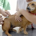 Vacinação antirrábica alcança mais de mil animais no primeiro dia de campanha