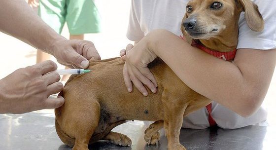 Vacinação antirrábica alcança mais de mil animais no primeiro dia de campanha