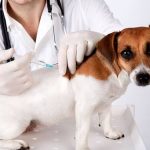 Campanha de vacinação antirrábica