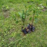 plantio de mudas nativas para a recuperação florestal