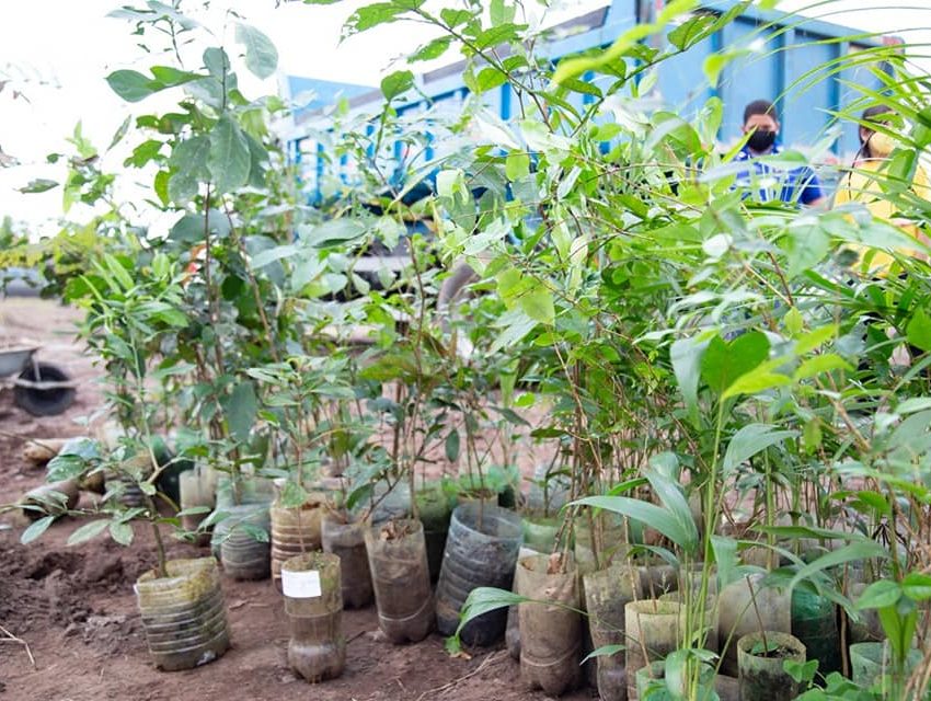 PERUÍBE REALIZA PLANTIO DE 300 MUDAS NATIVAS