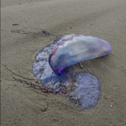 CARAVELAS-PORTUGUESAS APARECEM EM GRANDE VOLUME NAS PRAIAS DA CIDADE
