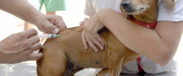 GOVERNO SP RESTRINGE VACINA ANTIRRÁBICA